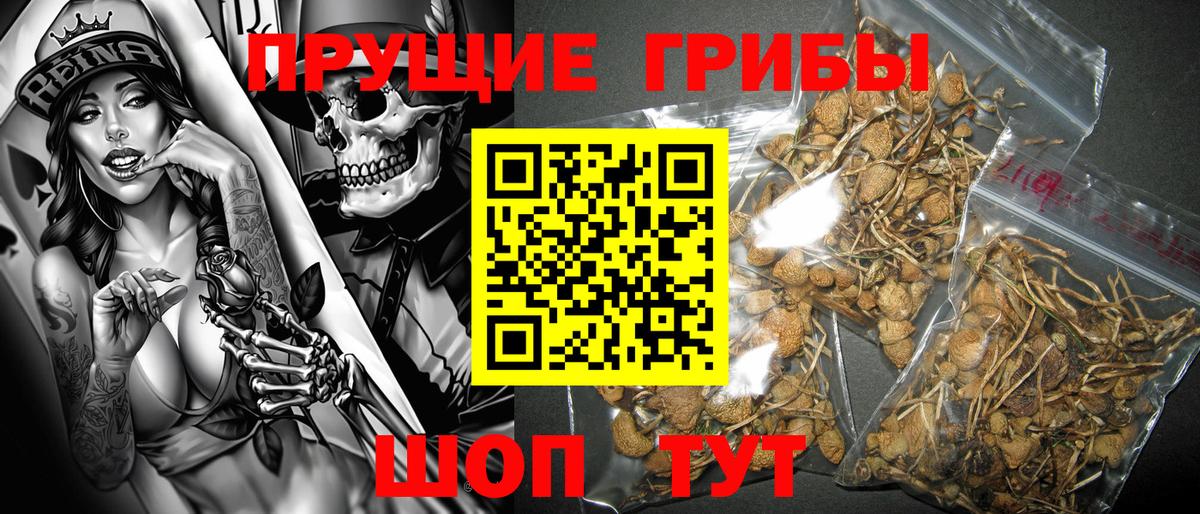 закладки  Ачинск  Псилоцибиновые грибы мухоморы 